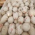 皖西白鹅苗250g以上