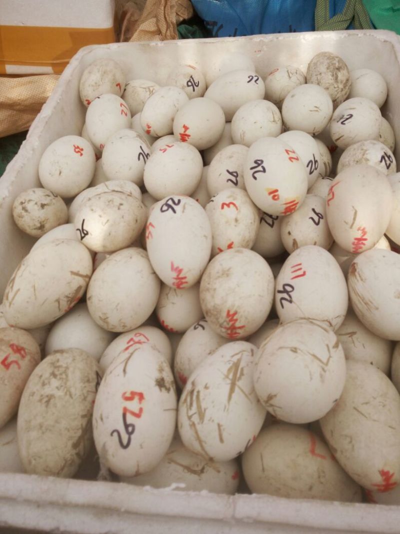 皖西白鹅苗250g以上