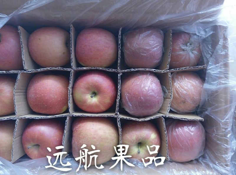 红富士苹果75mm以下膜袋