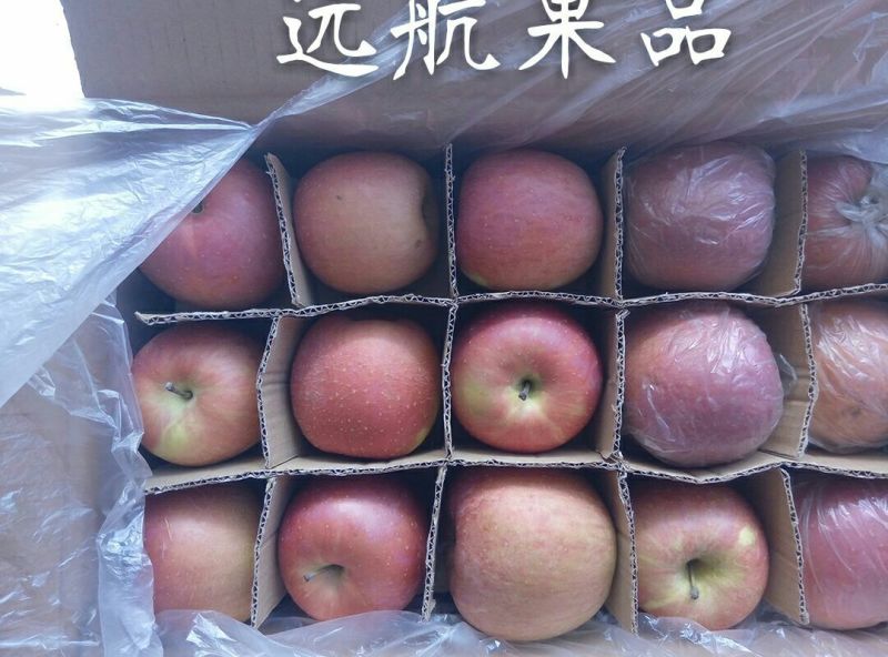 红富士苹果75mm以下膜袋