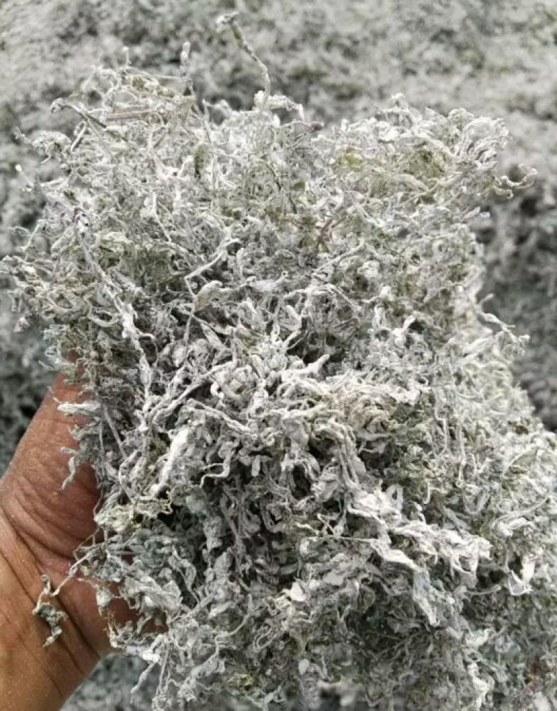 藤茶一级