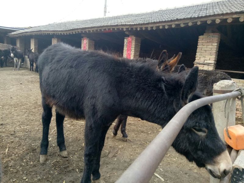 肉驴200~400斤