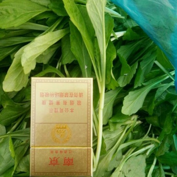 马兰头5~10cm