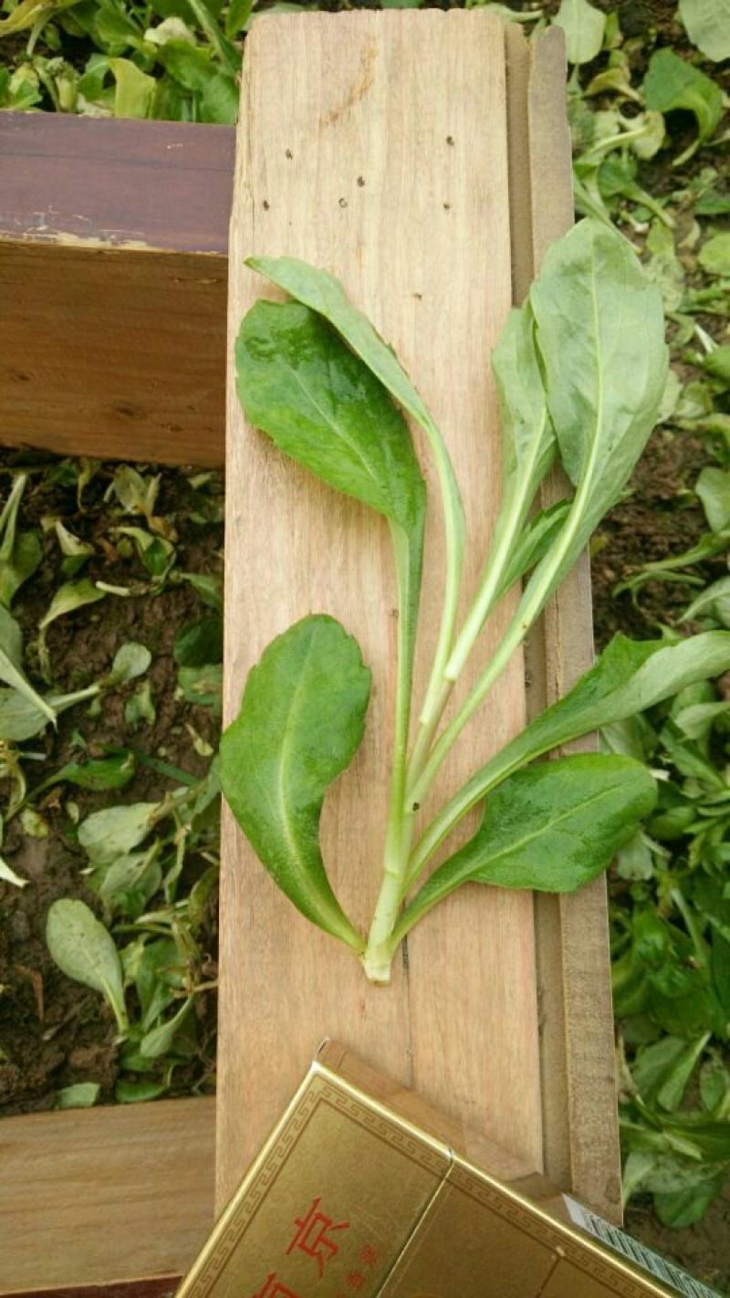 马兰头5~10cm