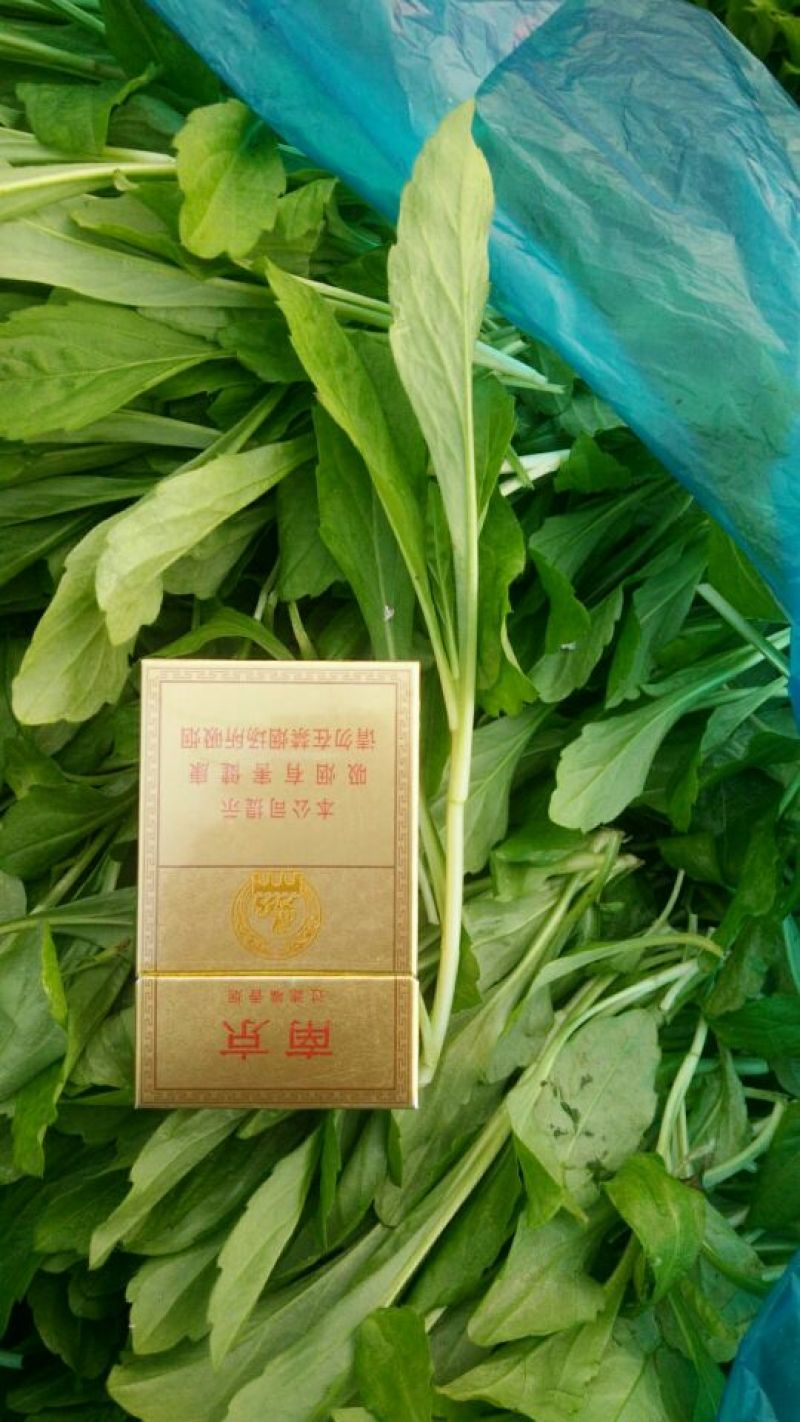马兰头5~10cm