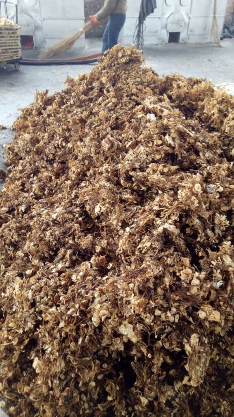 干金针菇10~15厘米干度有保证，畅销产品！！