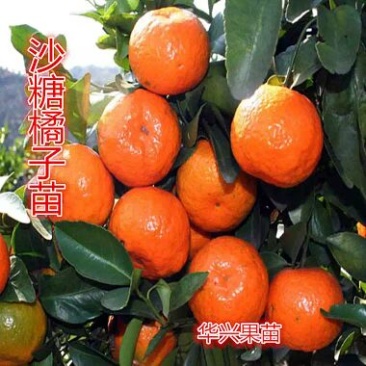 广西沙糖桔树苗正品嫁接苗