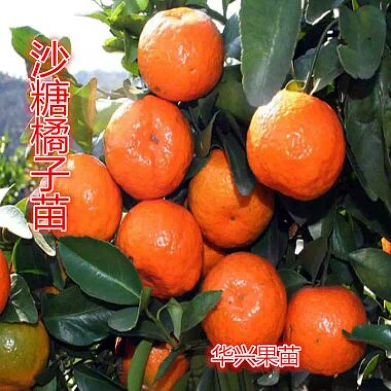广西沙糖桔树苗正品嫁接苗