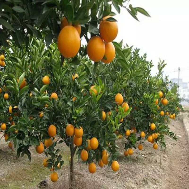 橙子树苗红江橙苗正品嫁接苗