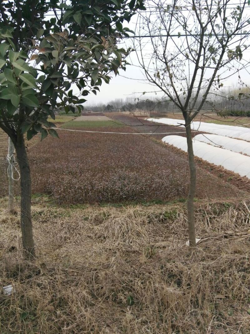 金叶女贞苗10~20cm
