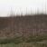 紫玉兰2~4cm