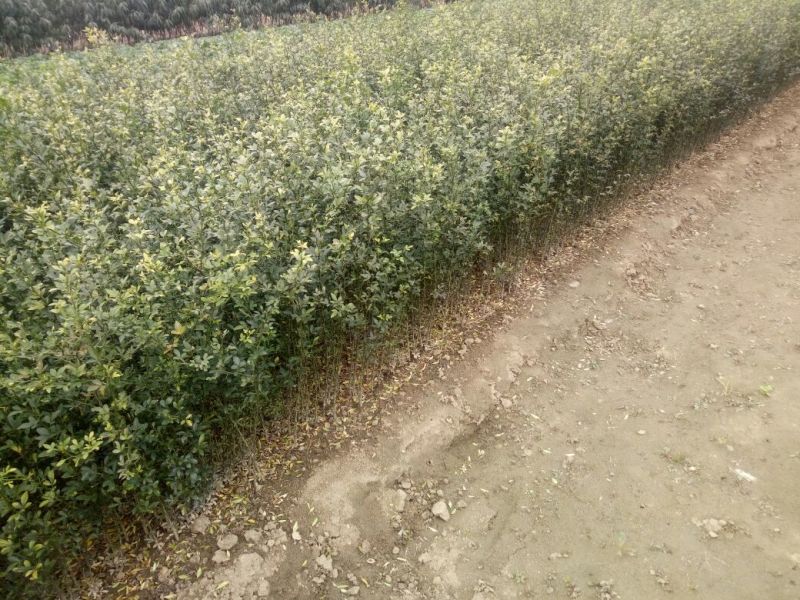 枸橘苗30~50cm代发全国物美价廉