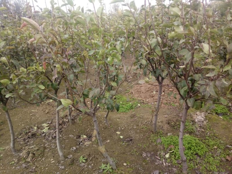 早酥红梨苗80cm以上1cm以下基地