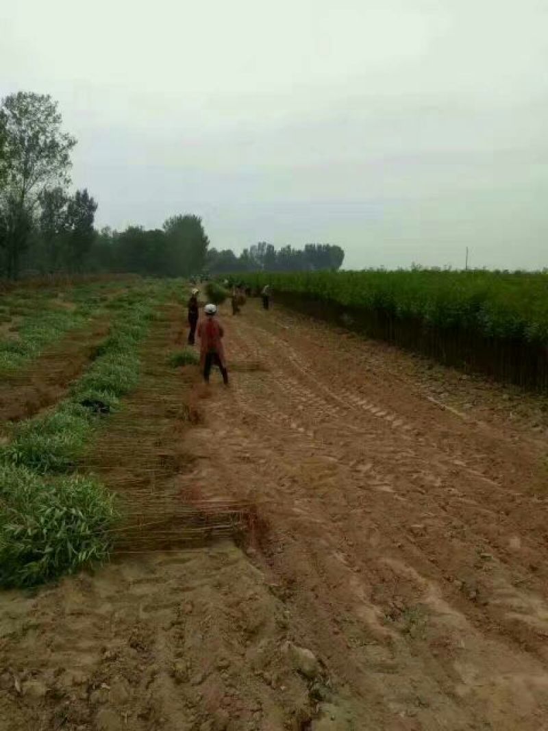 映霜红桃苗油潘桃黄桃基地桃树苗直销