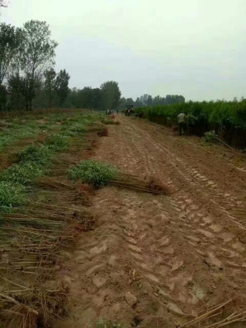 映霜红桃苗油潘桃黄桃基地桃树苗直销