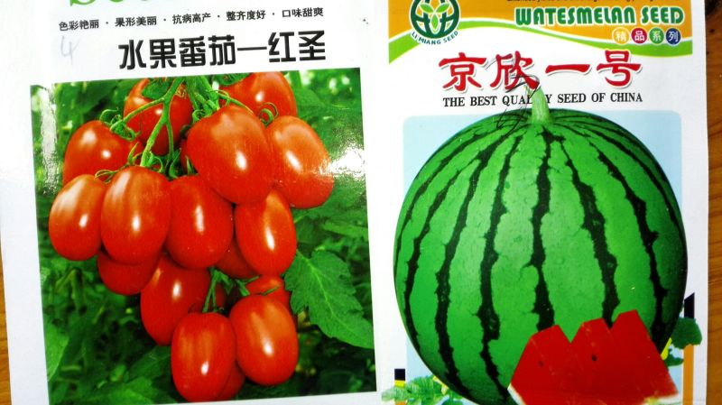 甜瓜种子