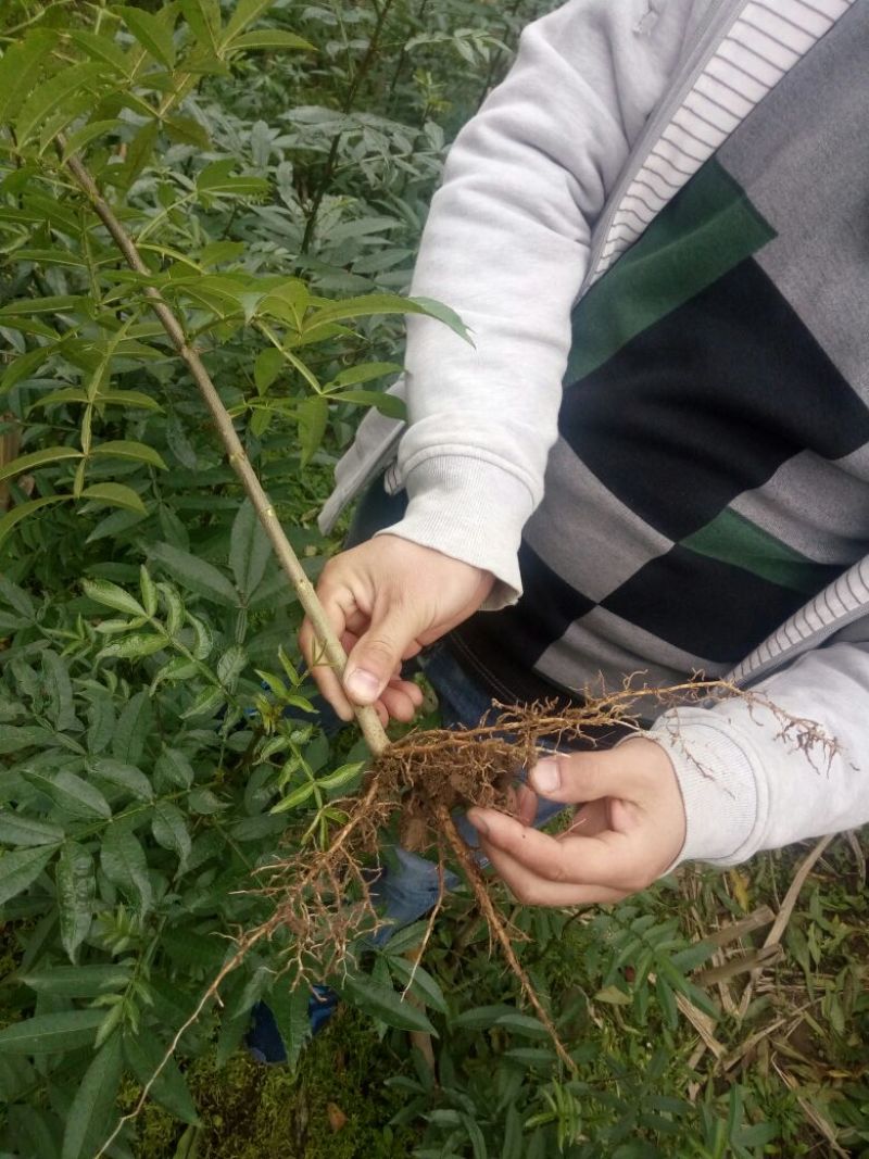 花椒苗1~2年大红袍花椒苗先挖现卖