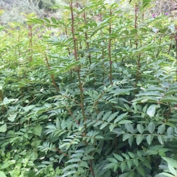 花椒苗1~2年大红袍花椒苗先挖现卖