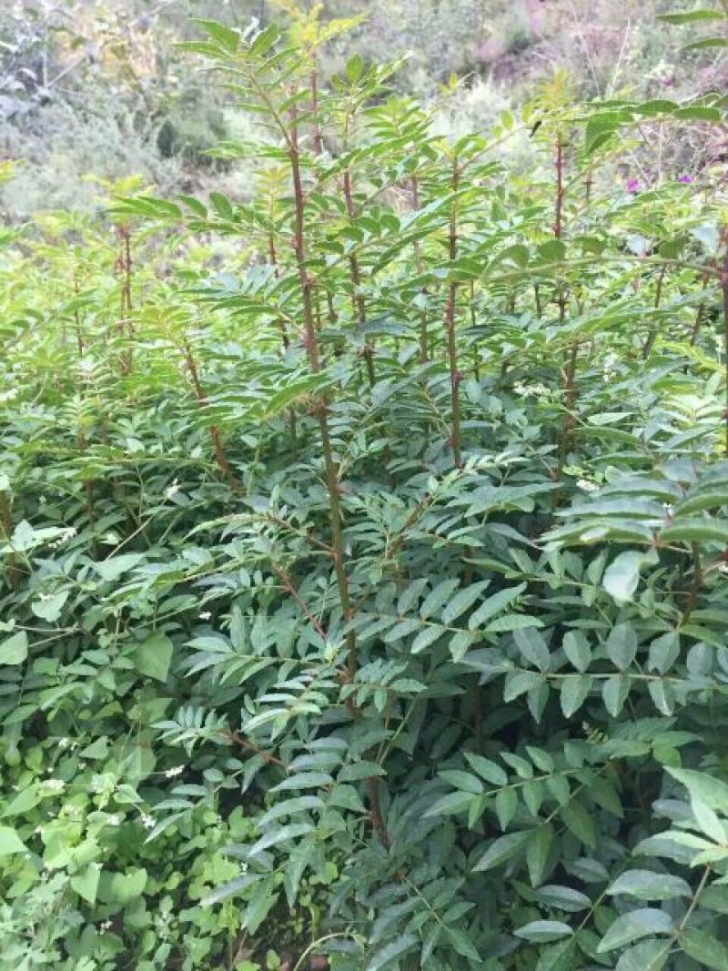 花椒苗1~2年大红袍花椒苗先挖现卖