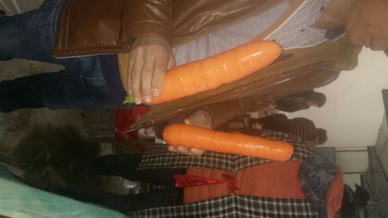胡萝卜3两以上水洗15厘米以上红