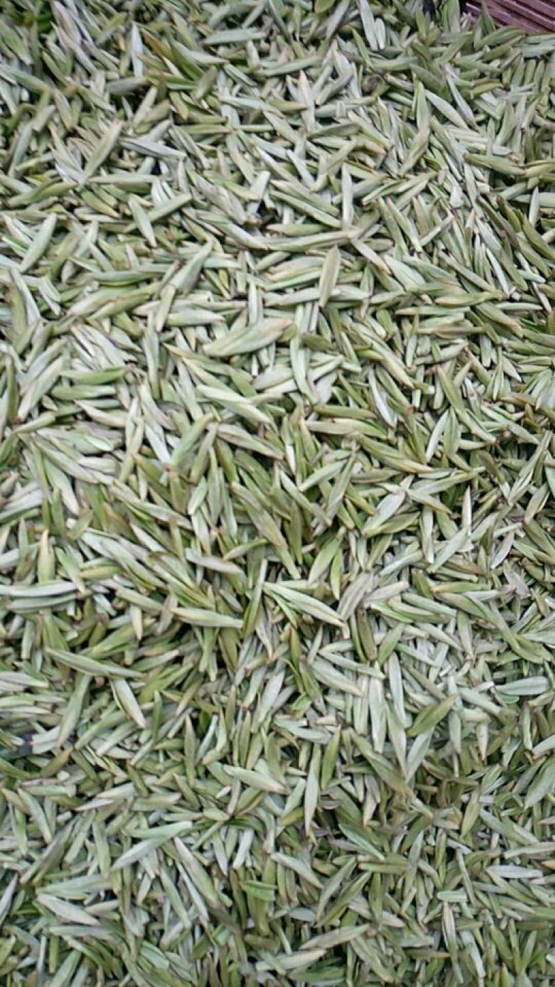 川茶特级