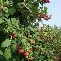 双季树莓苗覆盆子苗四季树莓苗基地直发当年结果大量供应
