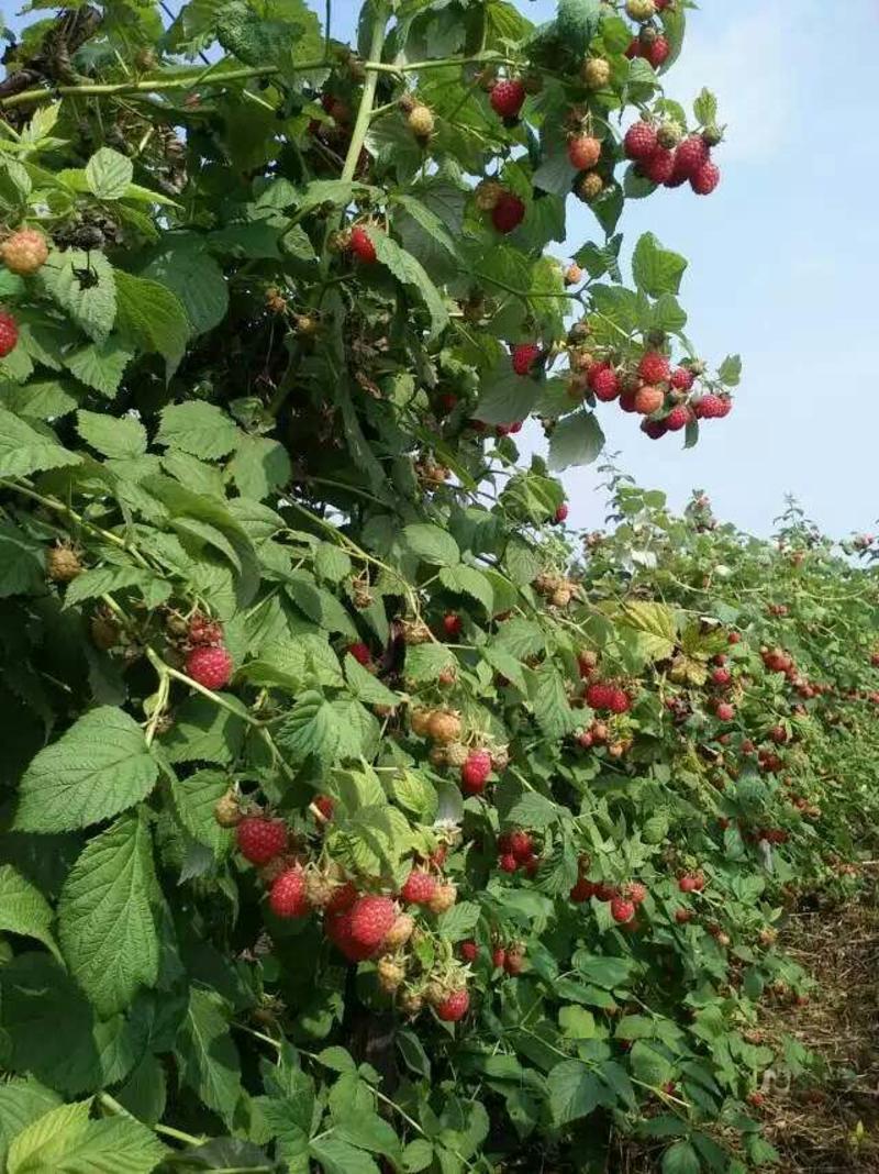 双季树莓苗覆盆子苗四季树莓苗基地直发当年结果大量供应