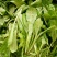马兰头5~10cm