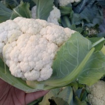 白花菜花2斤紧密乳白