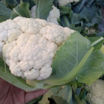 白花菜花2斤紧密乳白