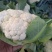 白花菜花2斤紧密乳白
