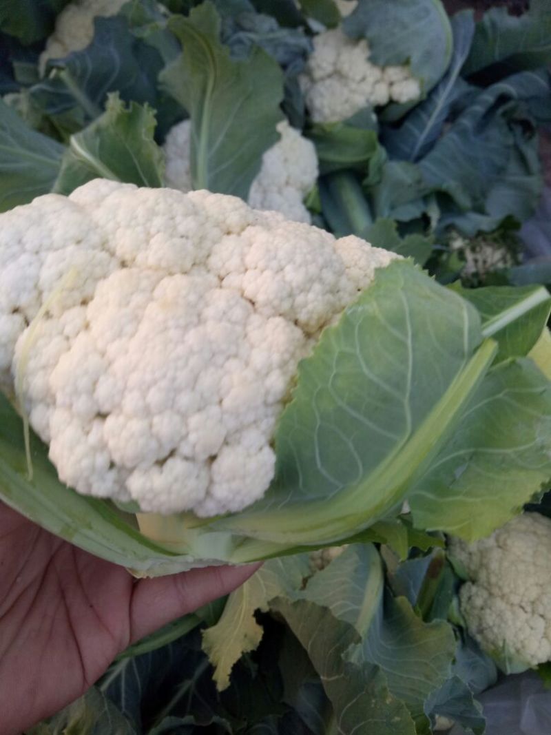 白花菜花2斤紧密乳白