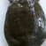 生态甲鱼2.5~3斤