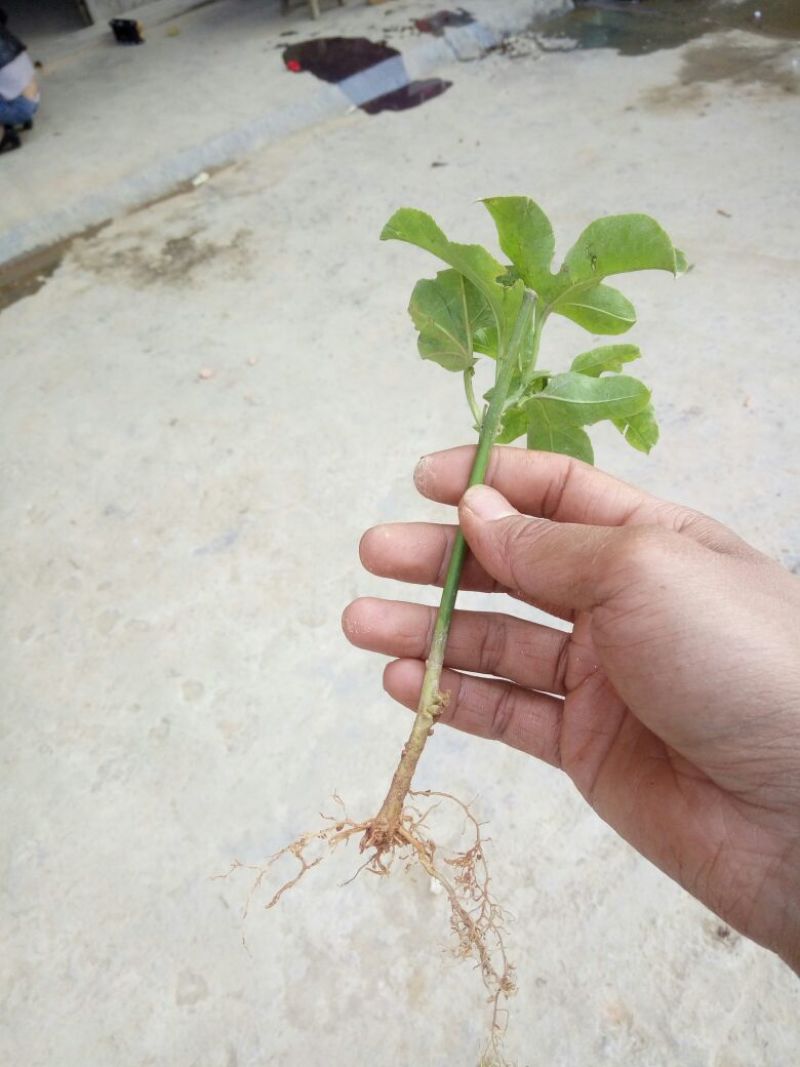 百香果苗10~20cm