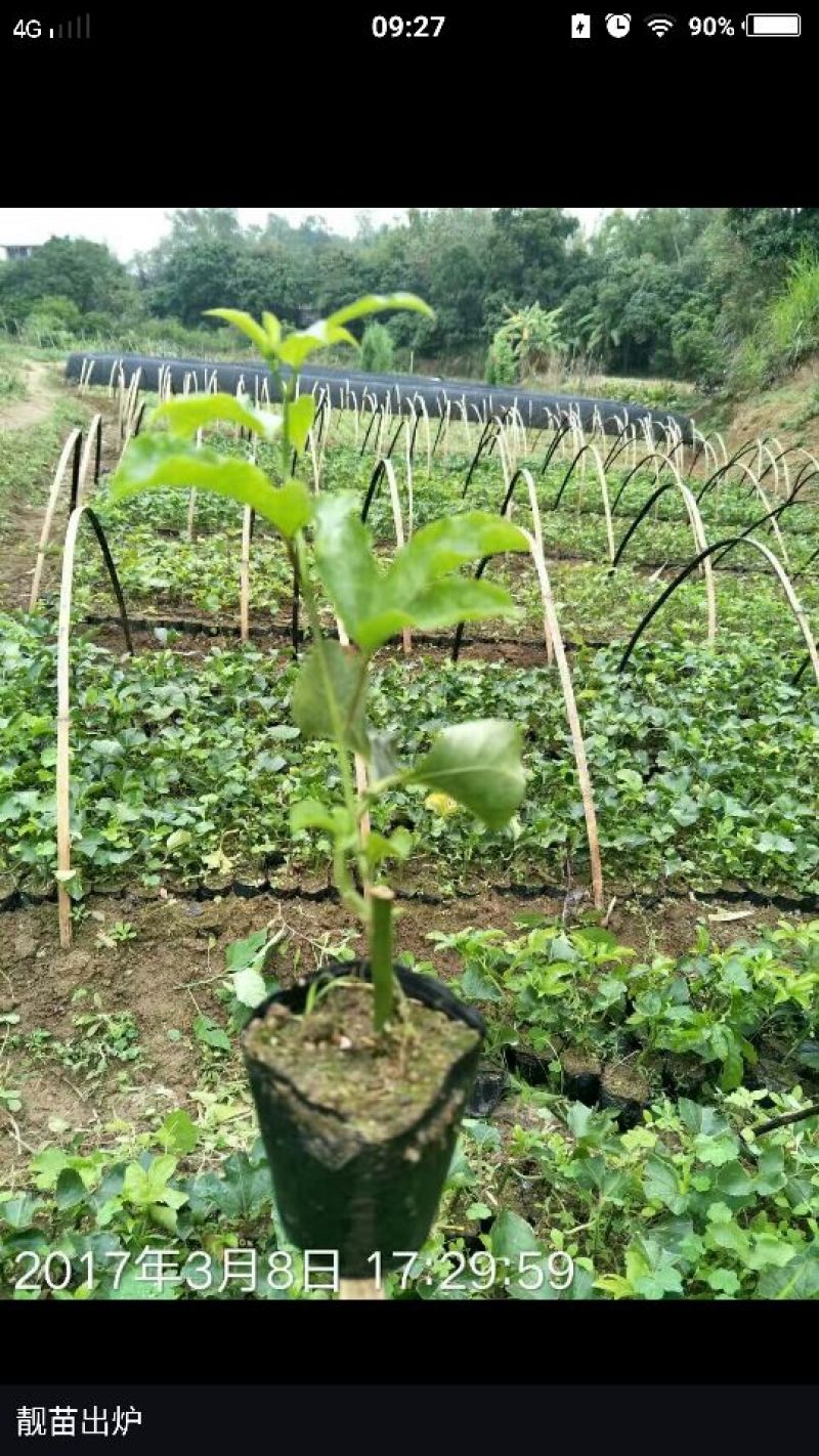 百香果苗10~20cm