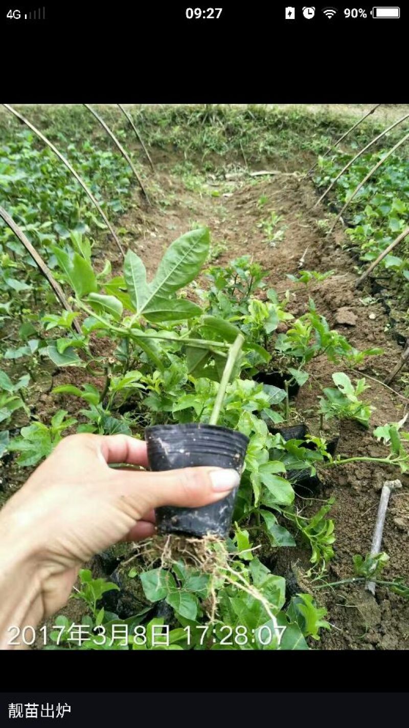 百香果苗10~20cm