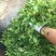 古树普洱茶一级