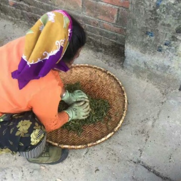 古树普洱茶一级