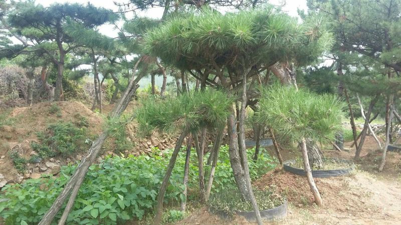 造型松12公分