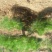 造型松12公分