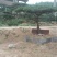造型松12公分
