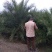加拿利海枣3~5m