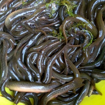 青色圆鳅，溪流鳅，粉鳅，土泥鳅，农村泥鳅，正宗真泥鳅