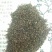 推荐北柴胡种子90%以上柴胡种子，31号柴胡种子