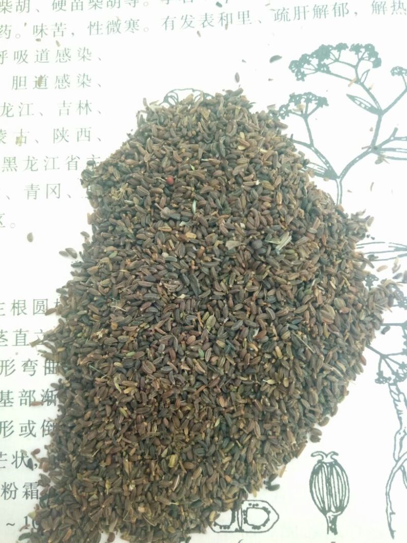 推荐北柴胡种子90%以上柴胡种子，31号柴胡种子