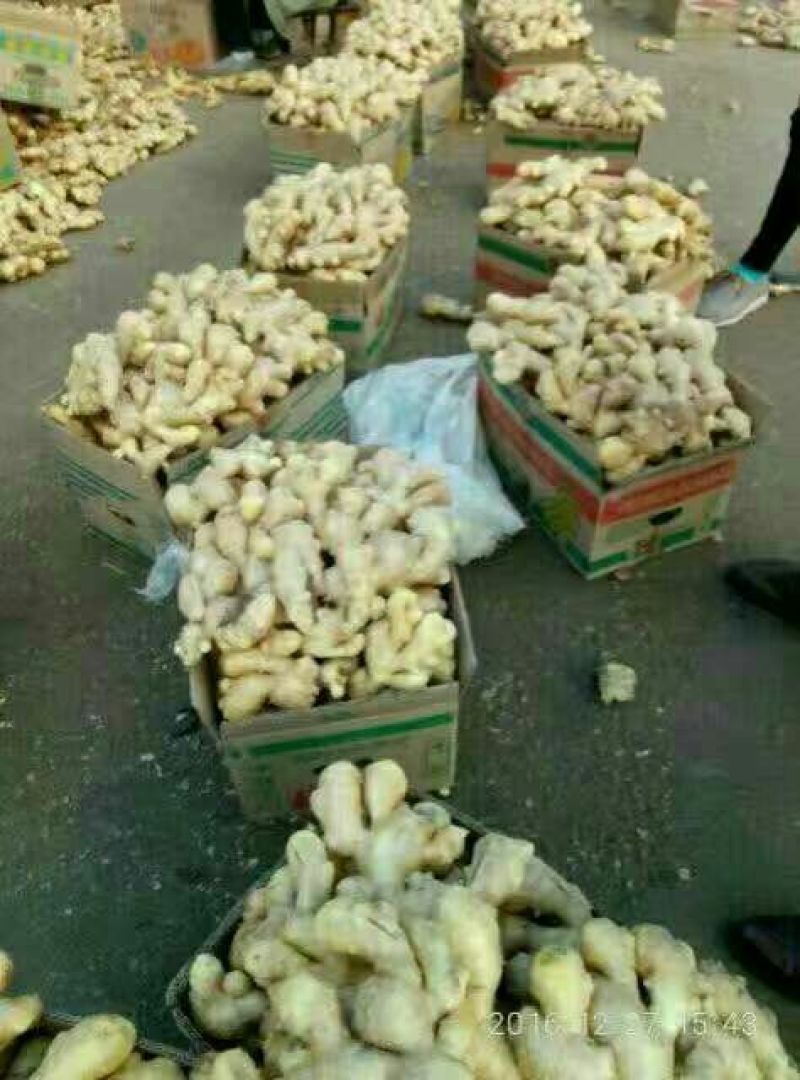 生姜3两以上带土