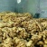 生姜3两以上带土