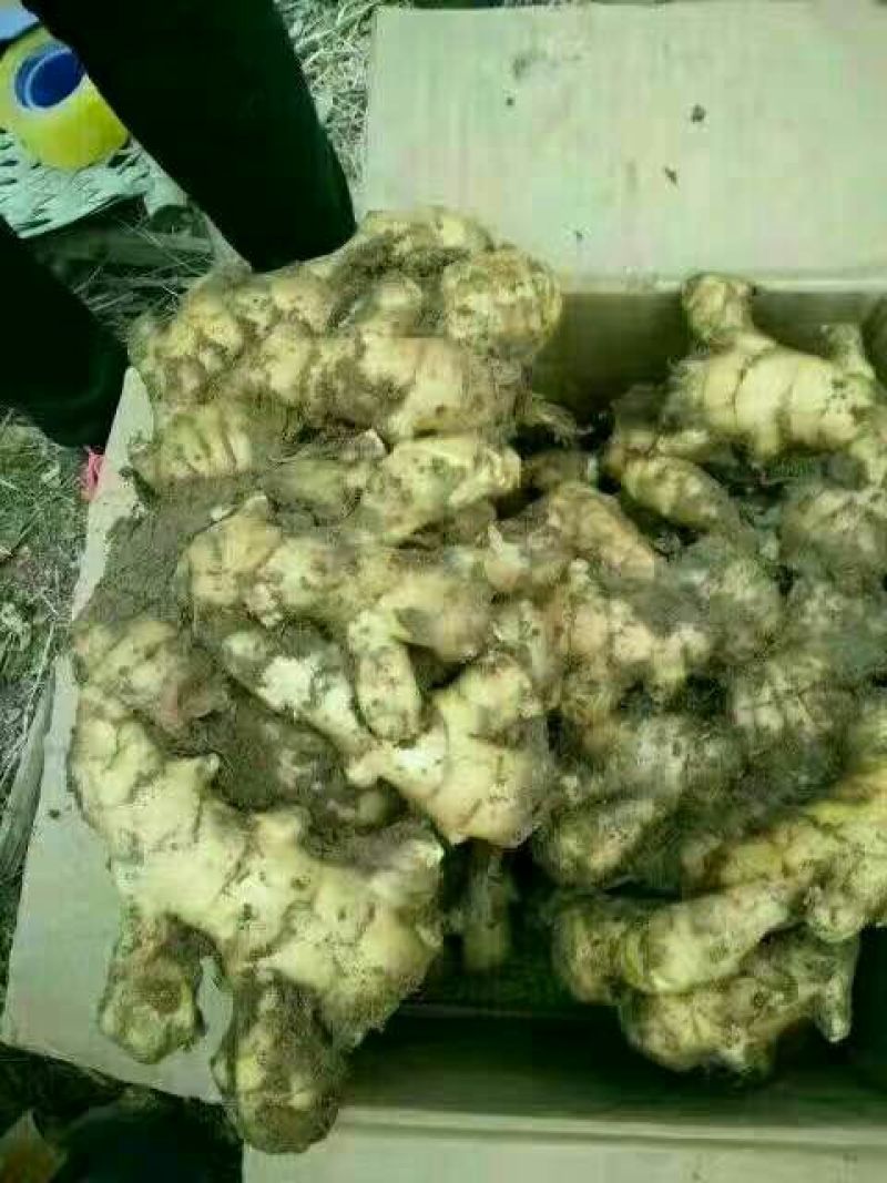生姜3两以上带土