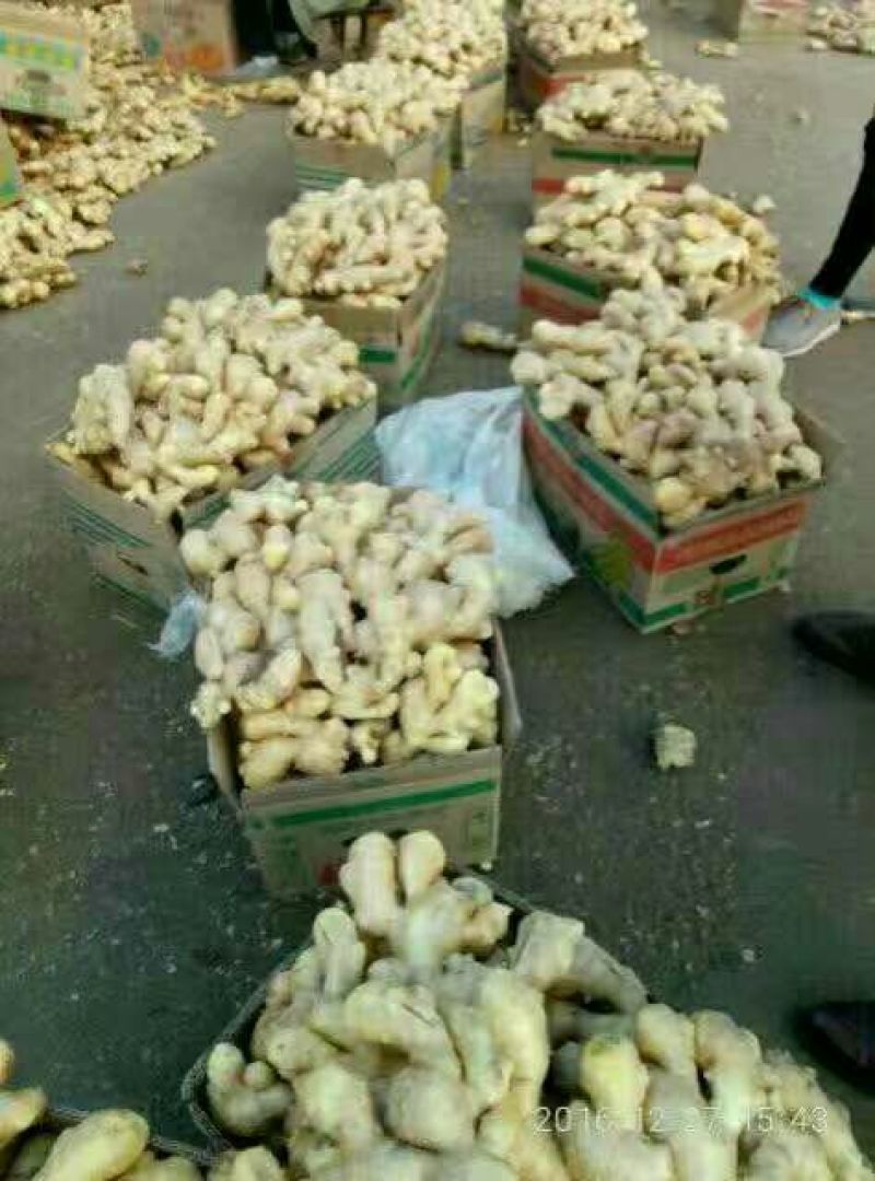 生姜3两以上带土