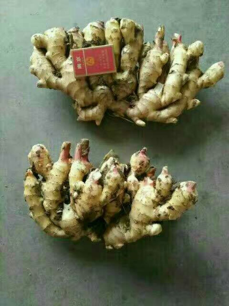 生姜3两以上带土